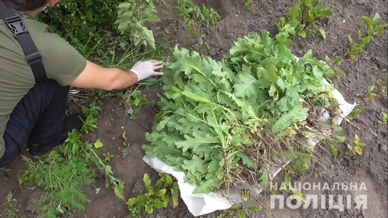 На Харьковщине правоохранители обнаружили плантации конопли и мака